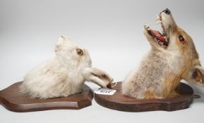 A taxidermy fox head and hare head on shields