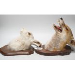 A taxidermy fox head and hare head on shields