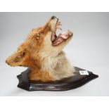 A wall mounted taxidermic fox mask trophy. Approx 30cm tall