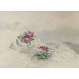 Frank Galsworthy (1863-1959), watercolour, 'Primula Wulfeniana', signed and dated 1934, 26 x 36cm