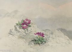 Frank Galsworthy (1863-1959), watercolour, 'Primula Wulfeniana', signed and dated 1934, 26 x 36cm