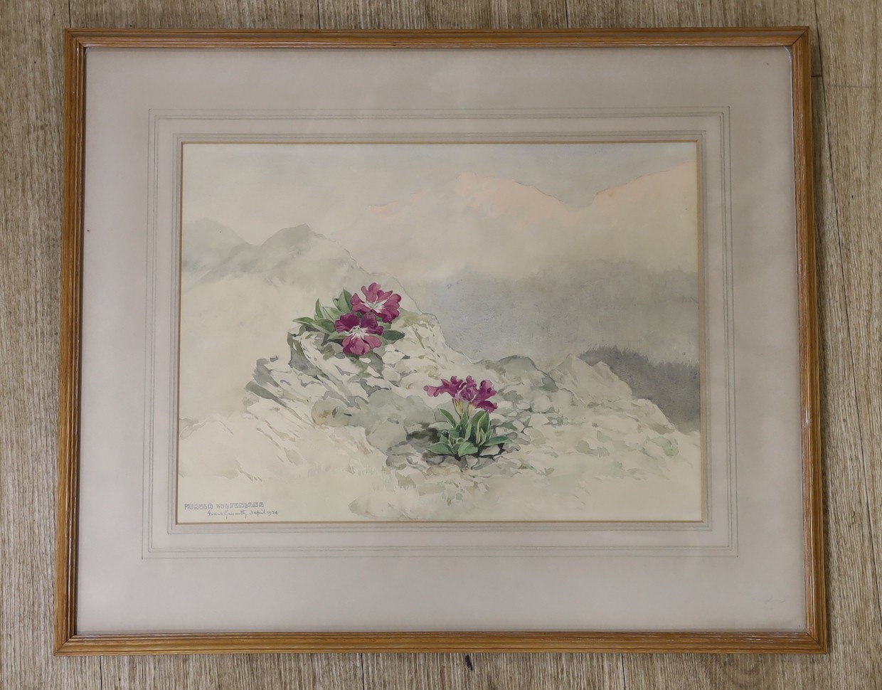 Frank Galsworthy (1863-1959), watercolour, 'Primula Wulfeniana', signed and dated 1934, 26 x 36cm - Image 2 of 2