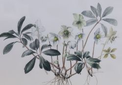 Claire Dalby RE RWS, (b.1944), watercolour, Study of hellebores, signed and dated 1989, 30 x 41.5cm