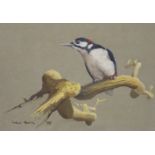Andrew Haslen (b.1953), oil on card, Greater spotted woodpecker perched on a branch, signed and
