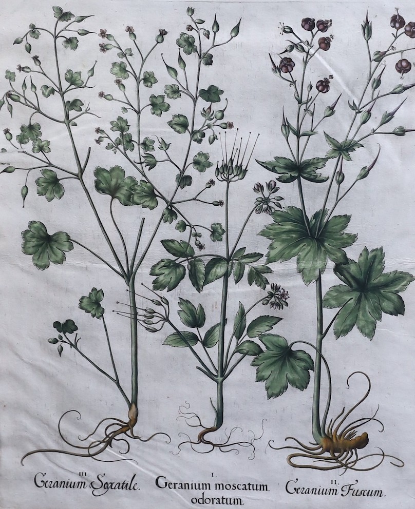 Basilius Besler (German, 1561-1629) Geranium Sanguinarium, Geranium Muscatum in odorum, Geranium