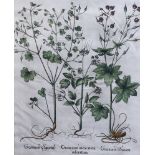 Basilius Besler (German, 1561-1629) Geranium Sanguinarium, Geranium Muscatum in odorum, Geranium