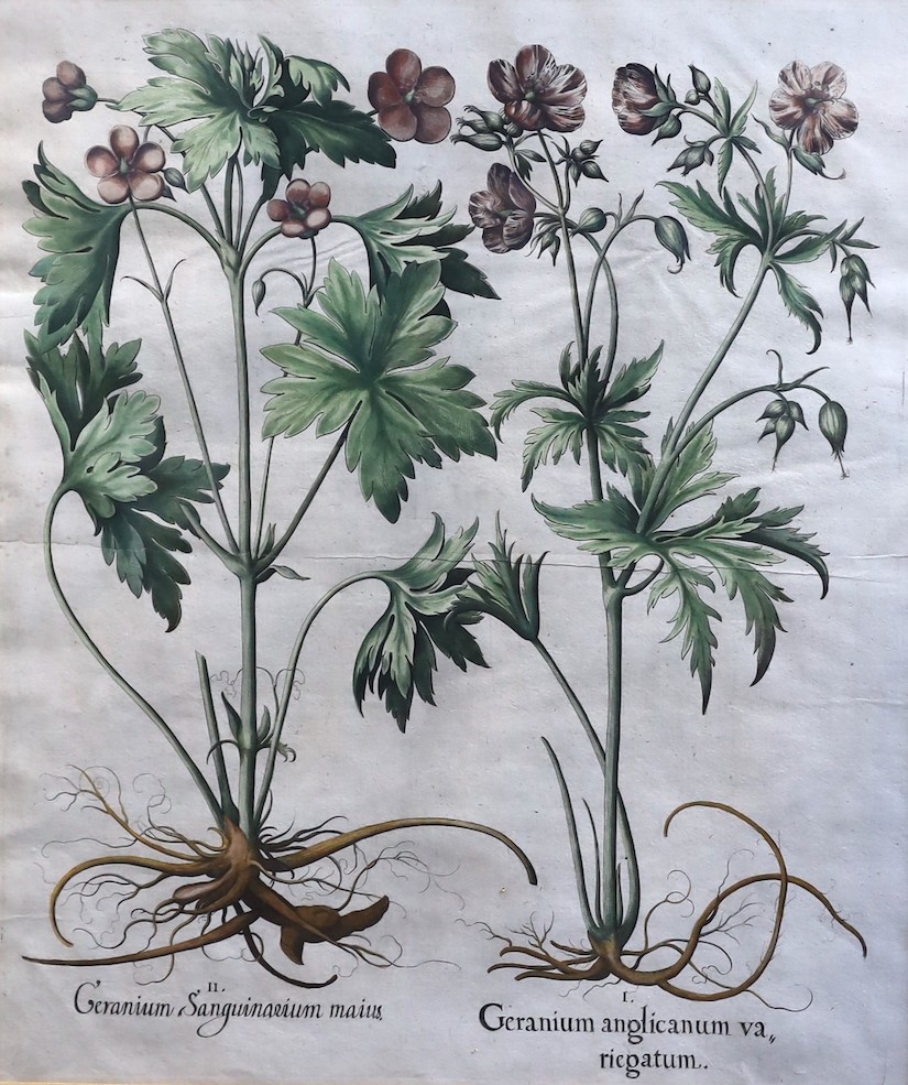 Basilius Besler (German, 1561-1629) Geranium Sanguinarium, Geranium Muscatum in odorum, Geranium - Image 7 of 8
