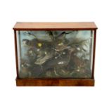 A Victorian taxidermic display of exotic and other birds, in naturalistic setting by Ruffon &