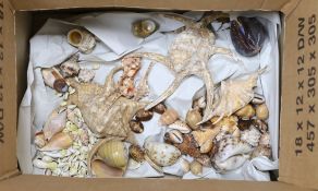 A selection of various seashells