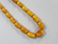 A single strand graduated amber bead necklace, 50cm, gross weight 31 grams.