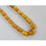 A single strand graduated amber bead necklace, 50cm, gross weight 31 grams.