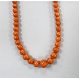 A small single strand graduated coral bead necklace, with gilt metal clasp, 35cm, gross 12.3 grams.