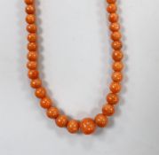 A small single strand graduated coral bead necklace, with gilt metal clasp, 35cm, gross 12.3 grams.