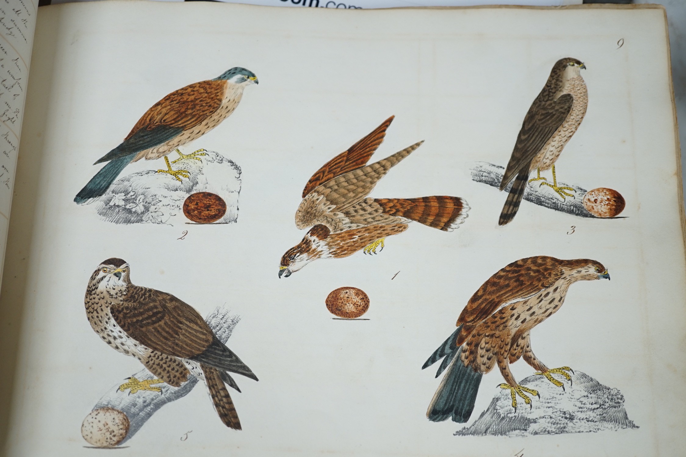 An early 19th century sketch book - wild birds and flowers, all indexed and described - Image 4 of 5