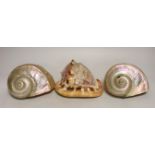 A 19th century Italian conch shell, engraved with grape picking and a town view, and a pair of