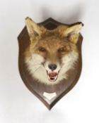A Rowland Ward taxidermy fox head, mounted on oak plaque