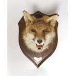 A Rowland Ward taxidermy fox head, mounted on oak plaque
