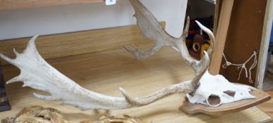 A mounted pair of stag antlers, 96cms high