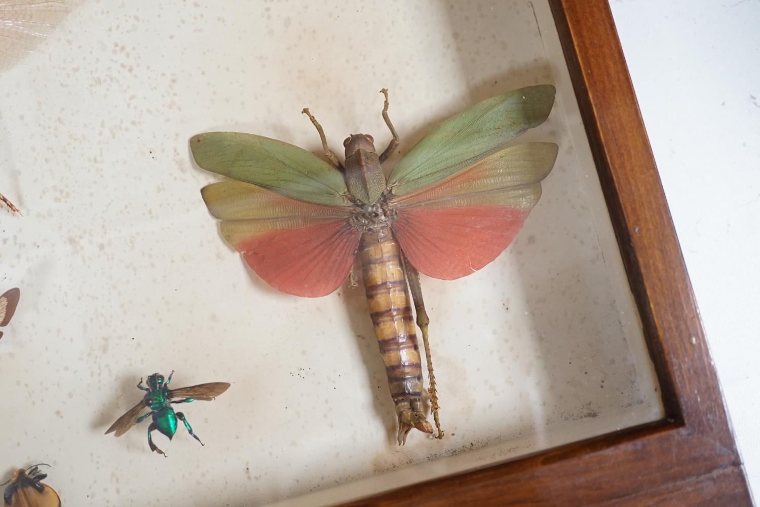 A cased group of taxidermic flying insects - Image 9 of 10