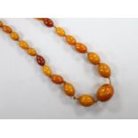 A single strand graduated amber bead necklace, 50cm, gross 31 grams.