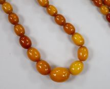A single strand graduated oval amber bead necklace, 88cm, gross weight 56 grams.