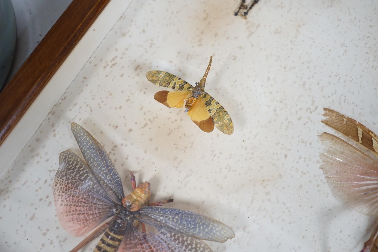 A cased group of taxidermic flying insects - Image 6 of 10