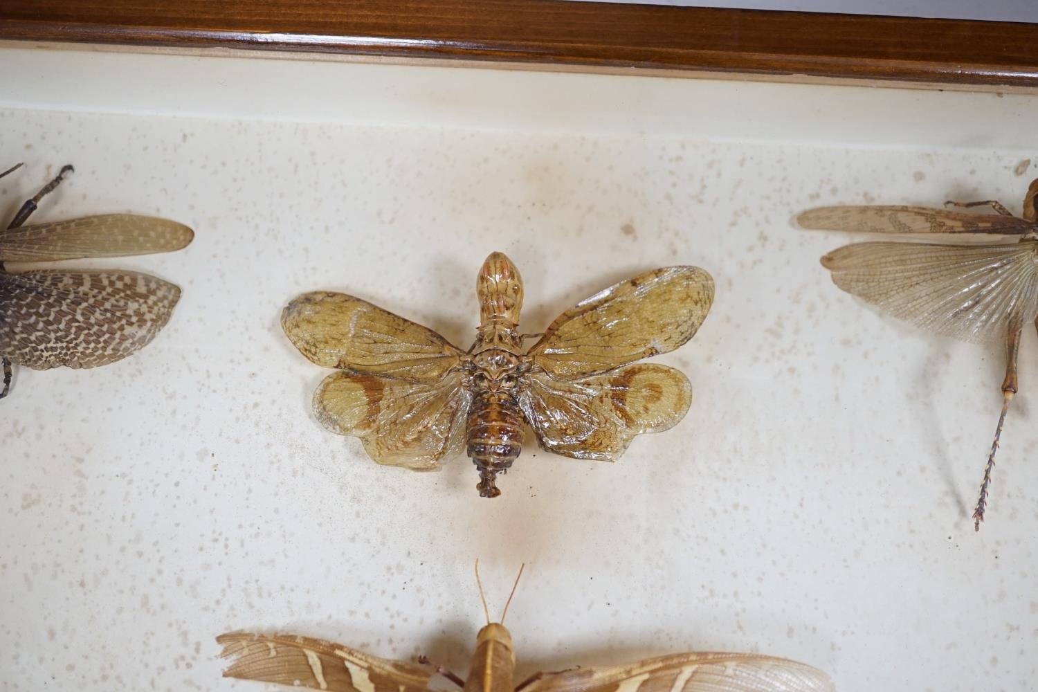 A cased group of taxidermic flying insects - Image 3 of 10