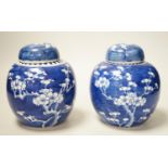 A pair of Chinese Blue and white prunus ginger jars. 15cm tall