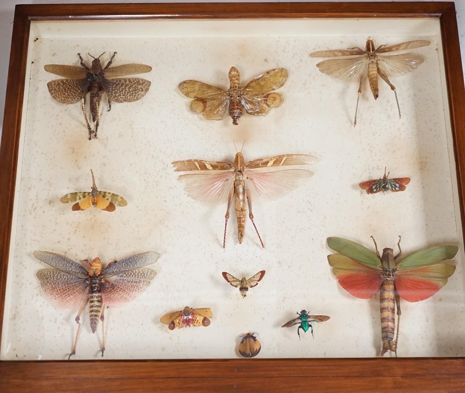A cased group of taxidermic flying insects