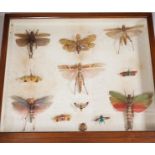 A cased group of taxidermic flying insects