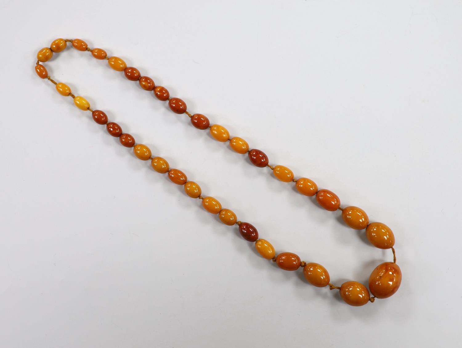 A single strand graduated amber bead necklace, 50cm, gross 31 grams. - Image 2 of 3