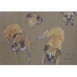 Jean Parry-Williams (1918-2010), pastel, Studies of a Boxer dog, 'Cindy', signed and dated 1975,