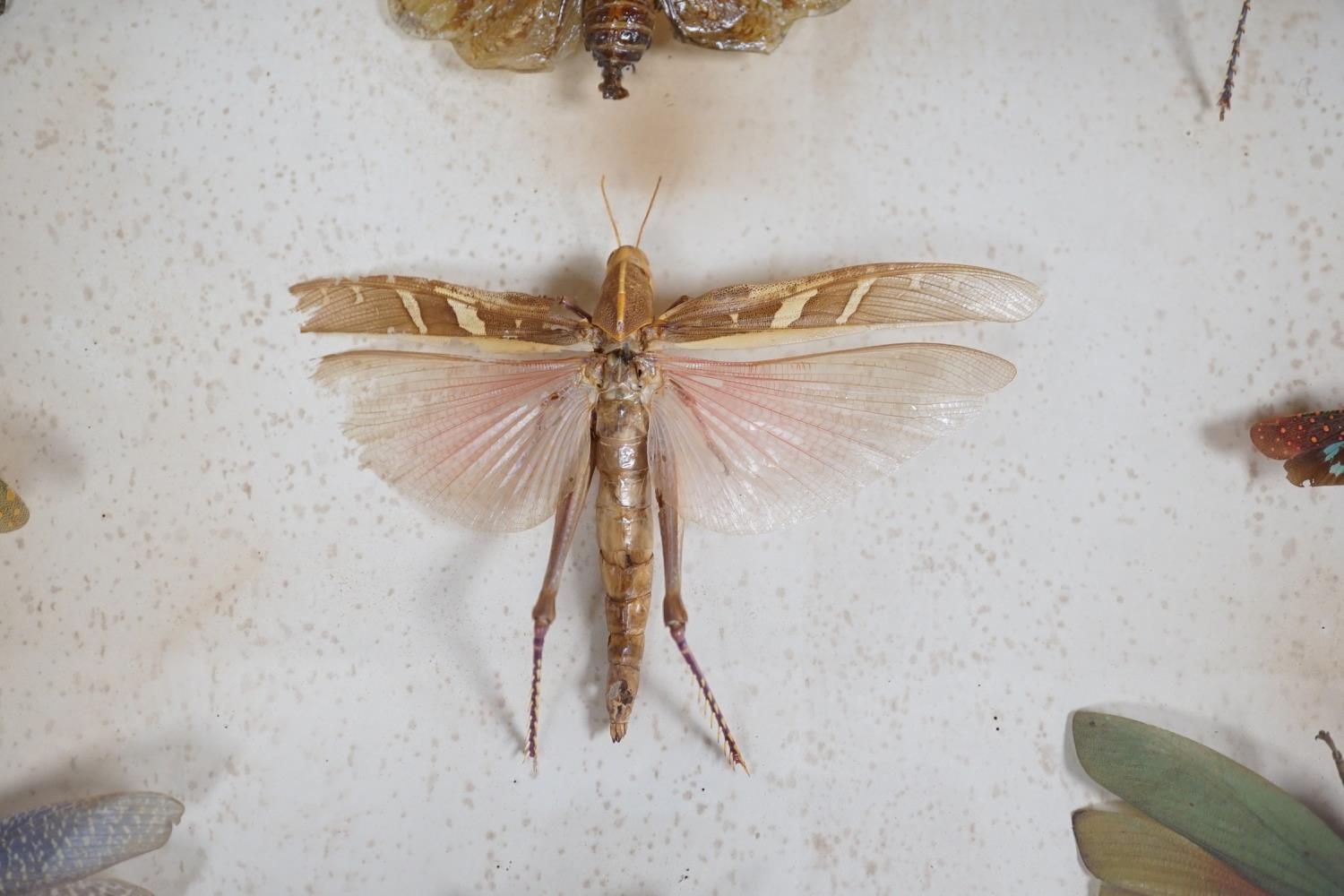 A cased group of taxidermic flying insects - Image 5 of 10