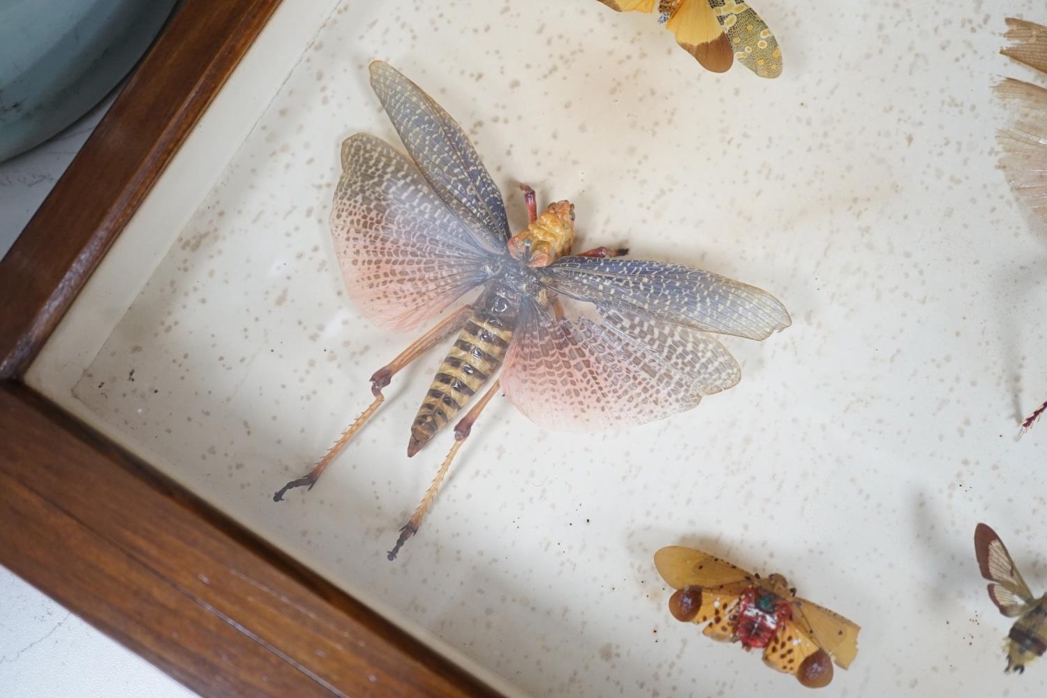 A cased group of taxidermic flying insects - Image 7 of 10