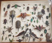 A cased group of early 20th century taxidermic bugs and beetles