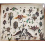 A cased group of early 20th century taxidermic bugs and beetles