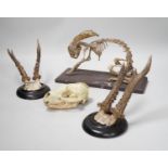A pair of taxidermic mounted antlers, together with a rabbit skeleton and skull