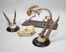 A pair of taxidermic mounted antlers, together with a rabbit skeleton and skull