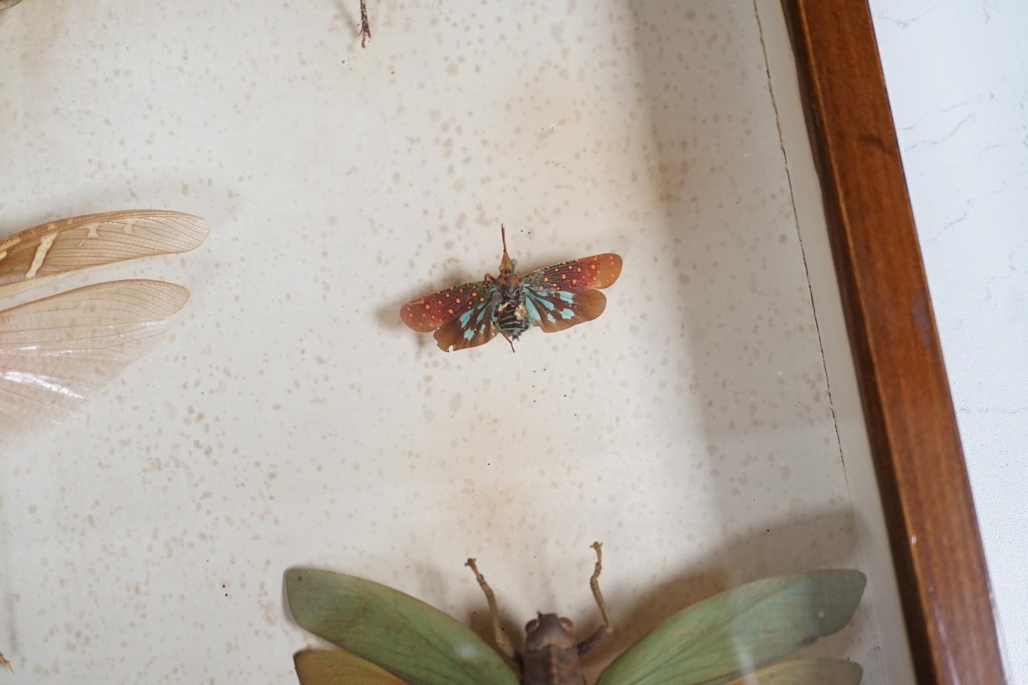 A cased group of taxidermic flying insects - Image 10 of 10