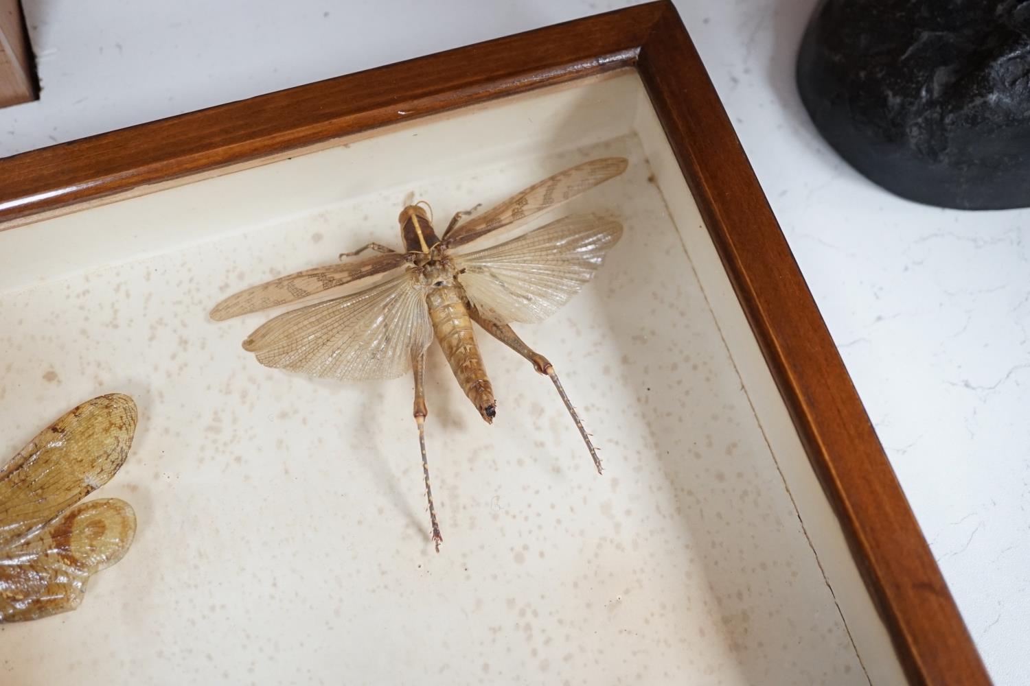 A cased group of taxidermic flying insects - Image 4 of 10