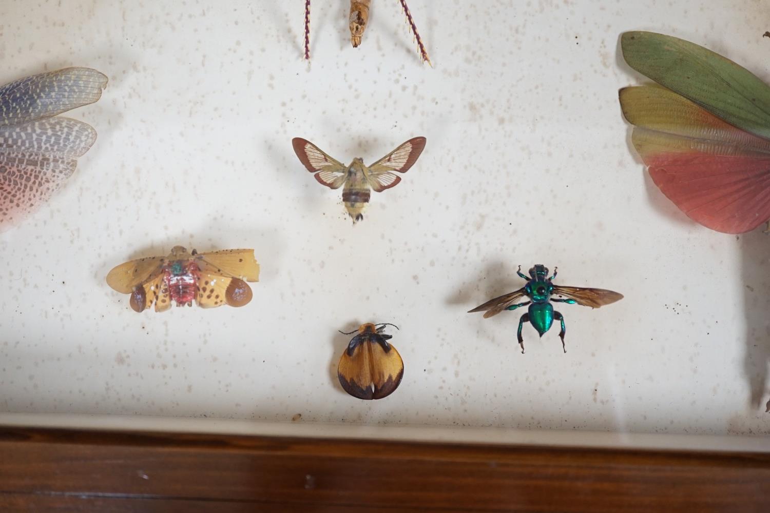 A cased group of taxidermic flying insects - Image 8 of 10