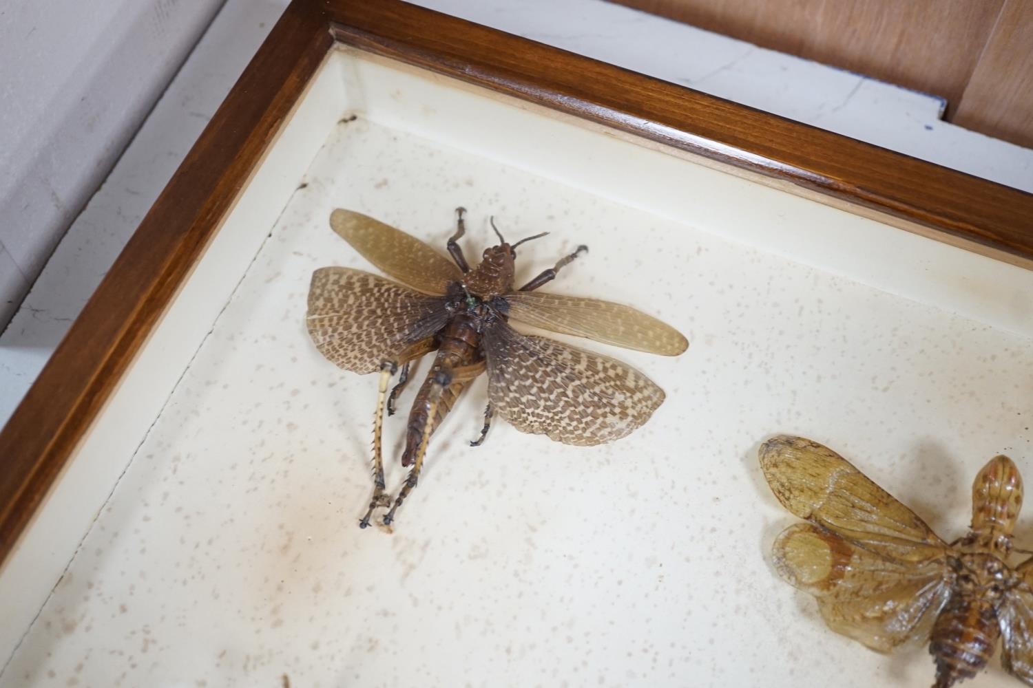 A cased group of taxidermic flying insects - Image 2 of 10