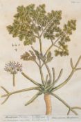 Elizabeth Blackwell (1710-1774), set of eight hand coloured engravings, Studies of field flowers,