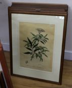 William Darling after John Edwards, set of eight hand coloured engravings, Botanical studies of