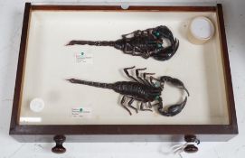 A 19th century miniature mahogany 4 drawer chest of taxidermic scorpions, 30cm tall
