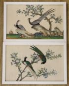 19th Century Chinese School, two gouaches on pith paper, studies of birds, 19 x 30cm