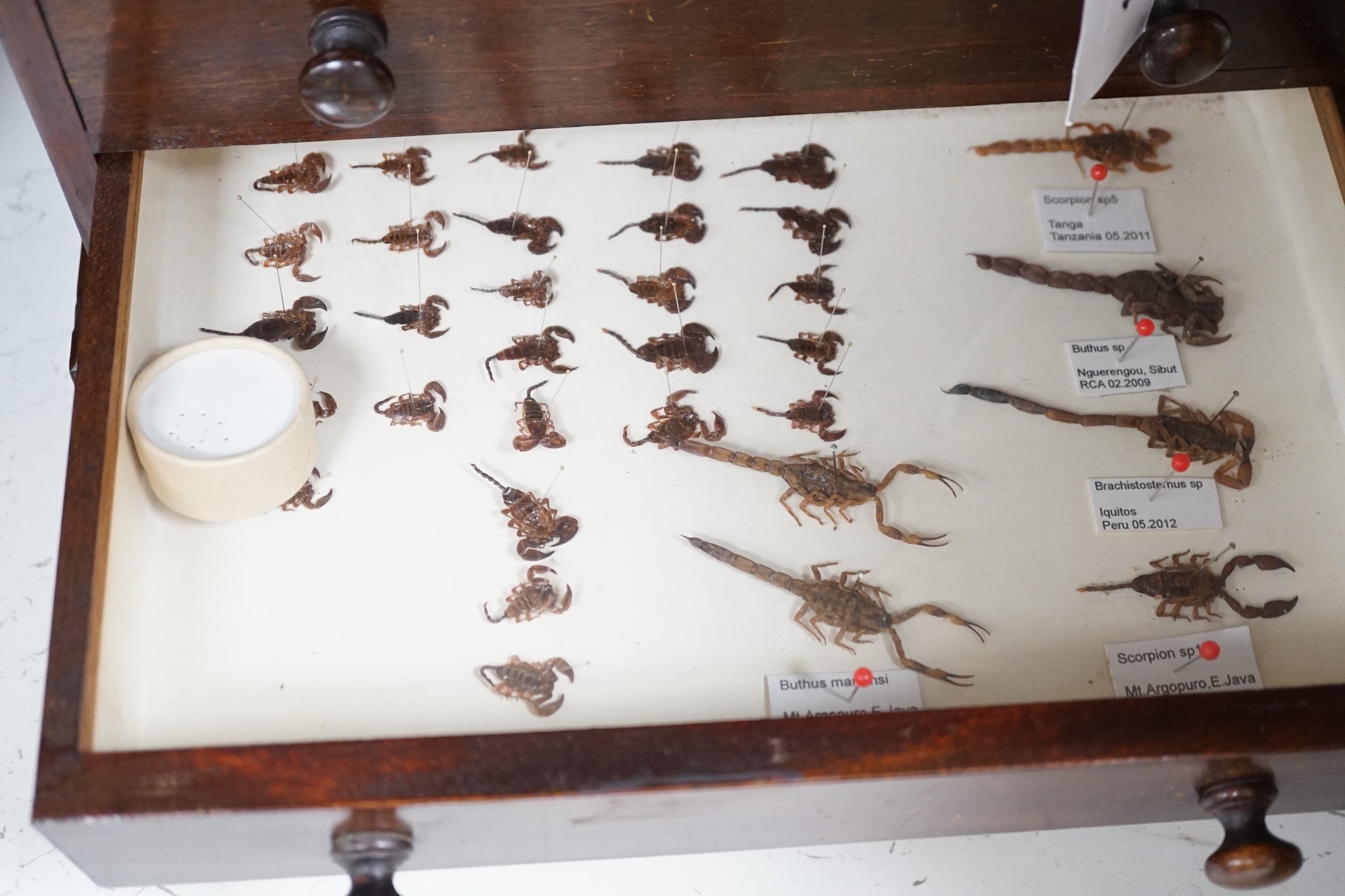 A 19th century miniature mahogany 4 drawer chest of taxidermic scorpions, 30cm tall - Image 3 of 5