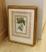 A set of four Victorian hand coloured lithographs of exotic garden flowers, 23 x 15cm