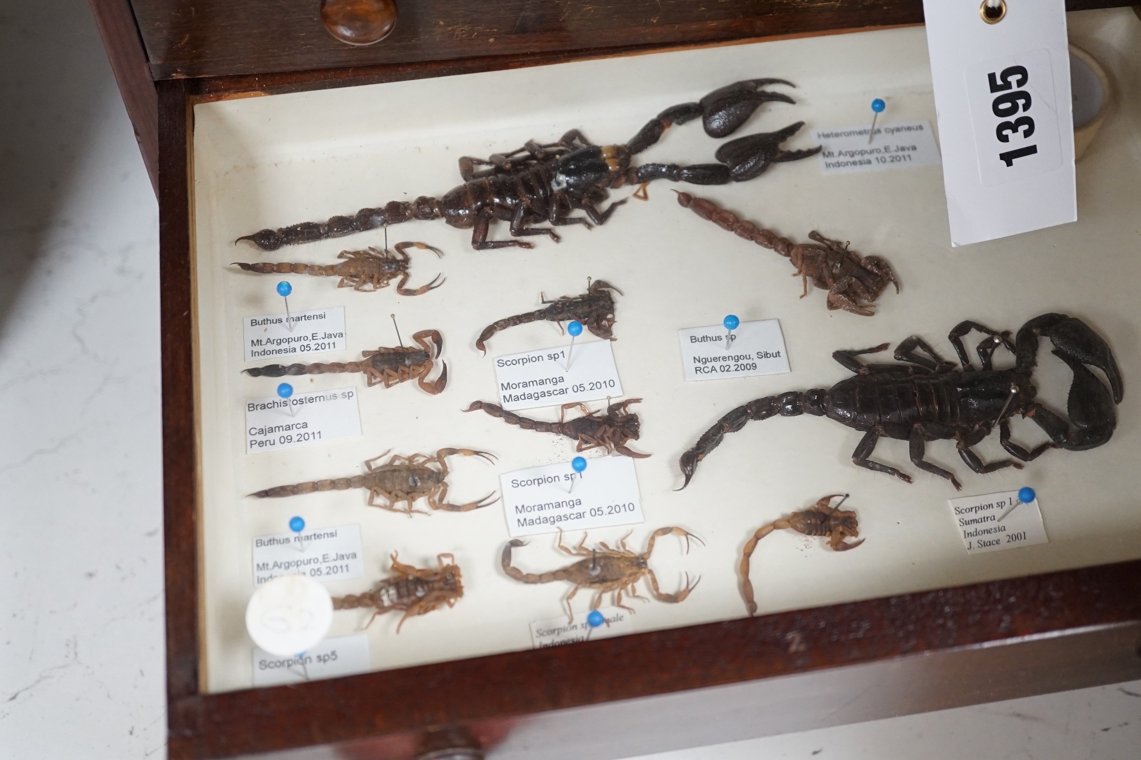 A 19th century miniature mahogany 4 drawer chest of taxidermic scorpions, 30cm tall - Image 4 of 5