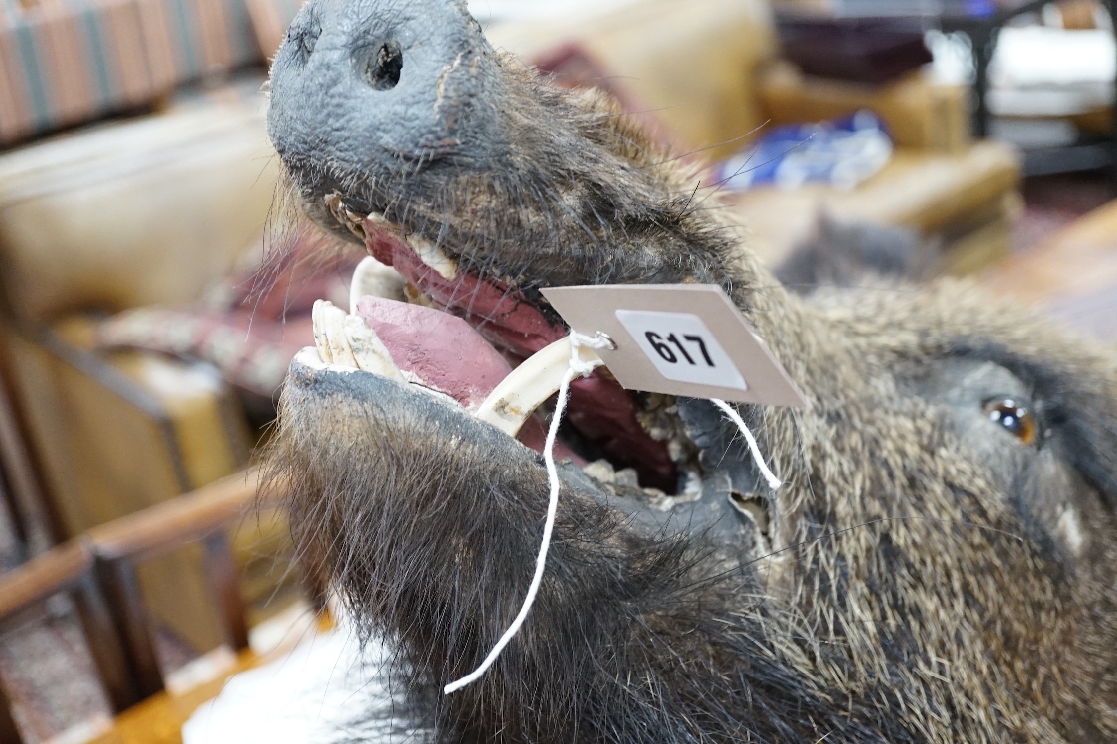 A mounted taxidermic boar's head wall trophy on wood back plate, height 64cm - Image 3 of 4